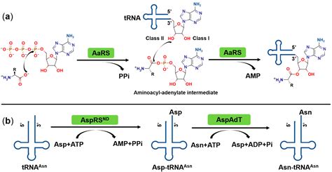 trna synthetase